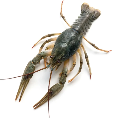 Раки живые - мелкие