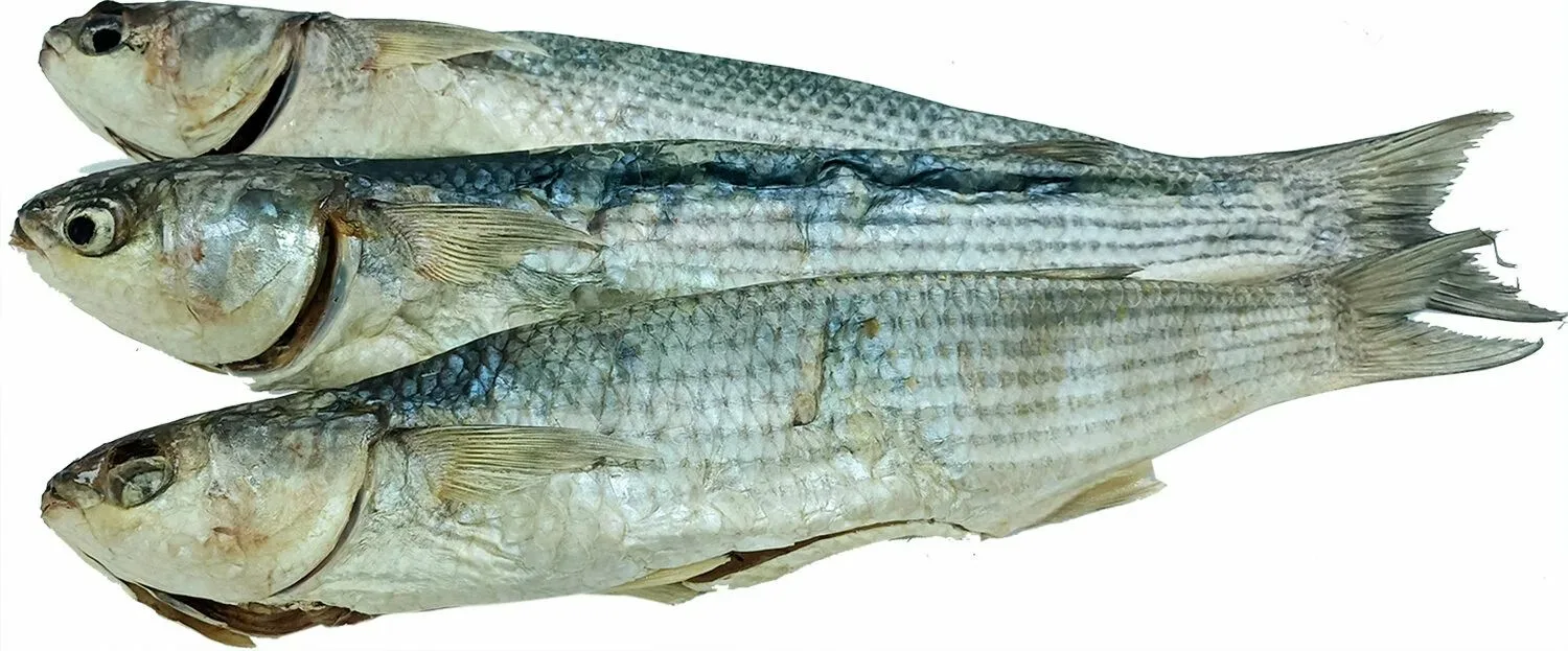 Кефаль вяленая - крупная